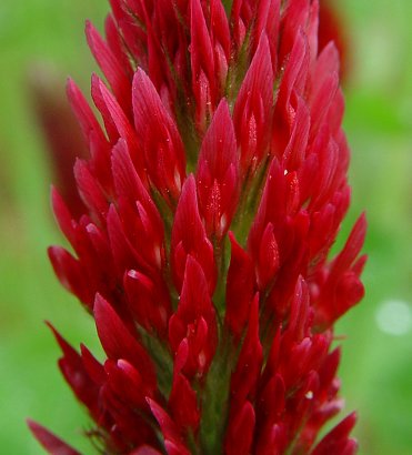 Trifolium_incarnatum_flowers.jpg