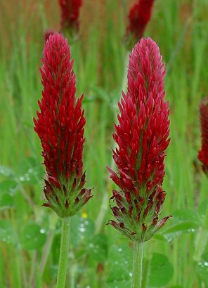 Trifolium_incarnatum_inflorescence.jpg