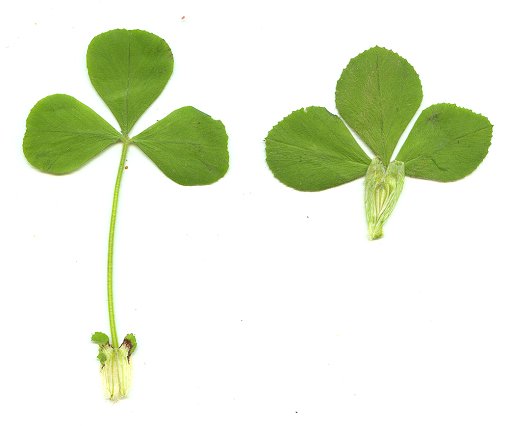 Trifolium_incarnatum_leaves.jpg