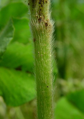 Trifolium_incarnatum_lower_stem.jpg