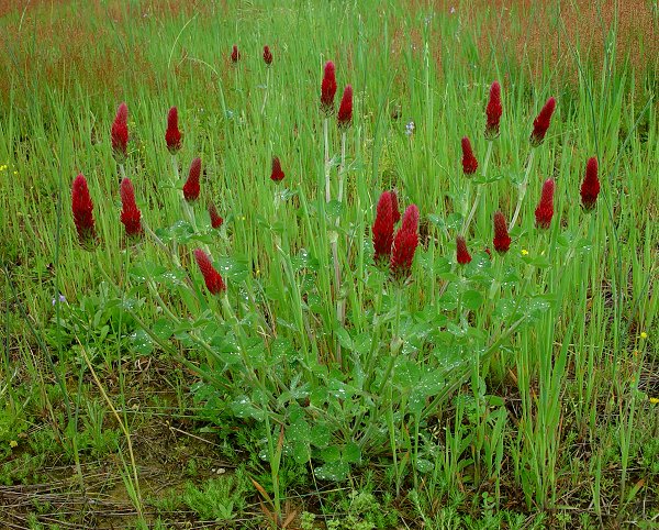 Trifolium_incarnatum_plant.jpg