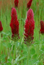 Trifolium incarnatum thumbnail