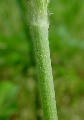 Trifolium_incarnatum_upper_stem.jpg