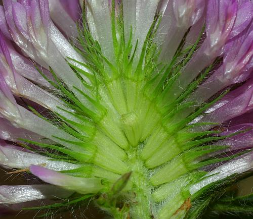 Trifolium_pratense_calyces.jpg