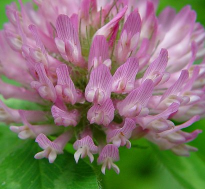 Trifolium_pratense_flowers.jpg