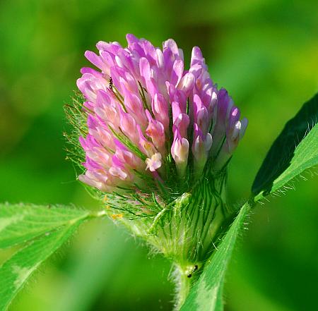 Trifolium_pratense_inflorescence1.jpg