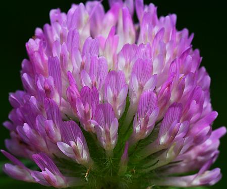 Trifolium_pratense_inflorescence2.jpg