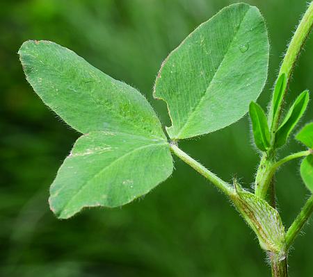 Trifolium_pratense_leaf1.jpg