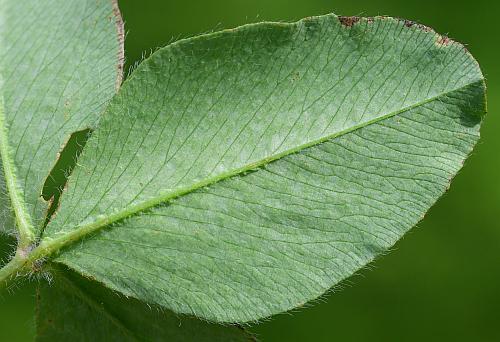 Trifolium_pratense_leaflet2.jpg