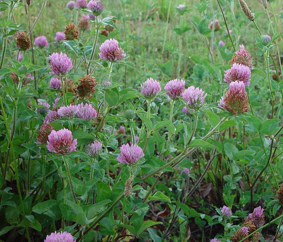 Trifolium_pratense_plant.jpg