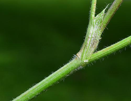 Trifolium_pratense_stem.jpg