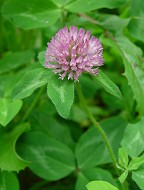 Trifolium pratense thumbnail