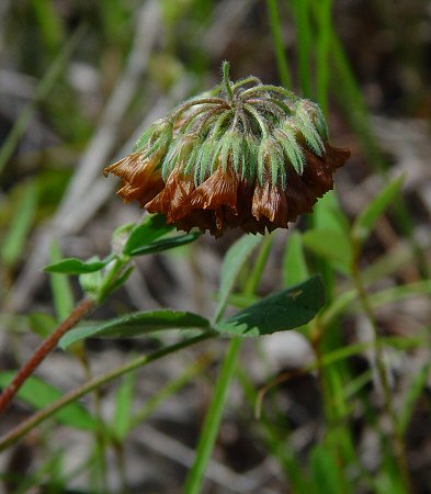 Trifolium_reflexum_fruits.jpg