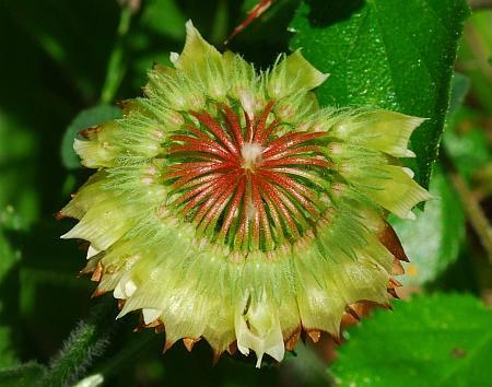 Trifolium_reflexum_inflorescence.jpg