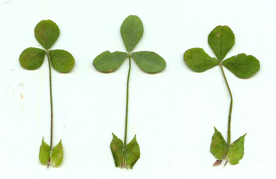 Trifolium_reflexum_leaves.jpg