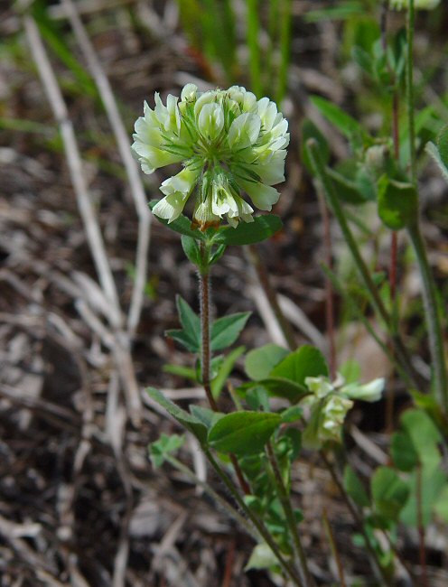 Trifolium_reflexum_plant.jpg