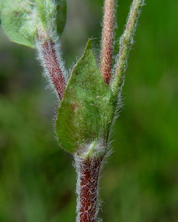 Trifolium_reflexum_stipule.jpg