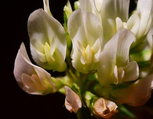 Trifolium_repens_flowers1.jpg