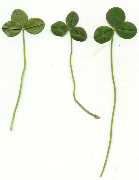 Trifolium_repens_leaf.jpg