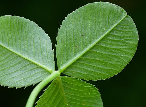 Trifolium_repens_leaf2.jpg