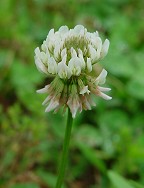 Trifolium repens thumbnail