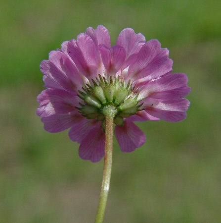 Trifolium_resupinatum_calyx.jpg
