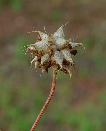 Trifolium_resupinatum_fruits.jpg