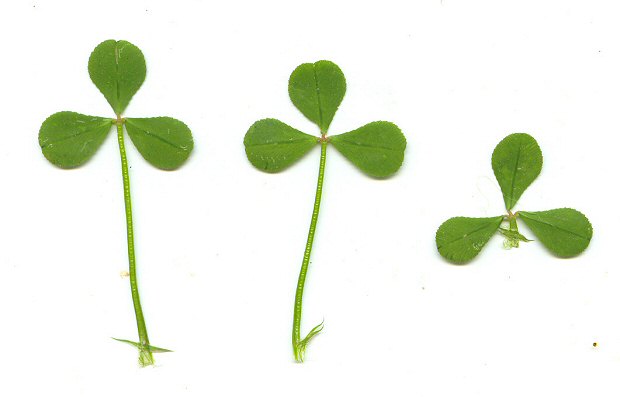 Trifolium_resupinatum_leaves.jpg