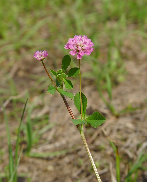 Trifolium_resupinatum_plant.jpg