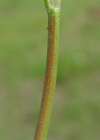 Trifolium_resupinatum_stem.jpg