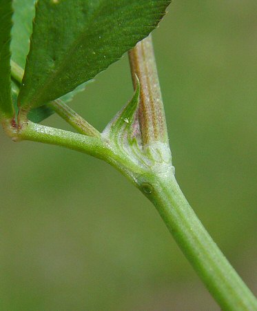 Trifolium_resupinatum_stipule.jpg