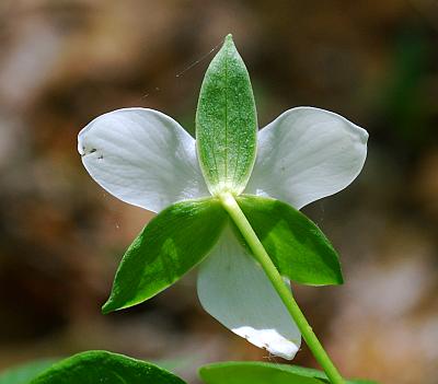 Trillium_flexipes_calyx.jpg