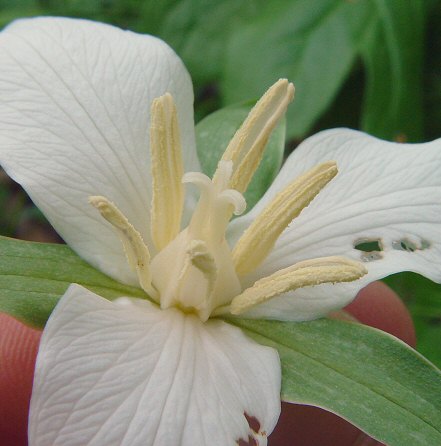 Trillium_flexipes_closeup.jpg