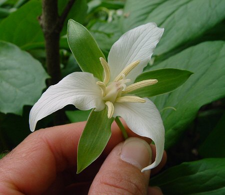 Trillium_flexipes_flower.jpg