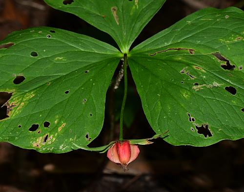 Trillium_flexipes_fruiting.jpg