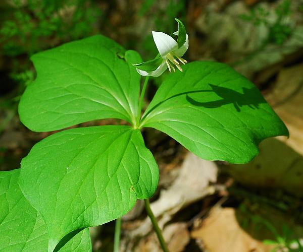 Trillium_flexipes_habit.jpg