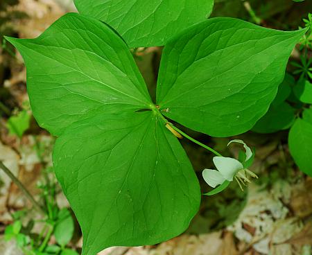 Trillium_flexipes_leaves.jpg