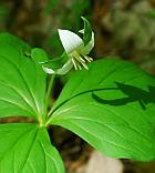 Trillium flexipes thumbnail