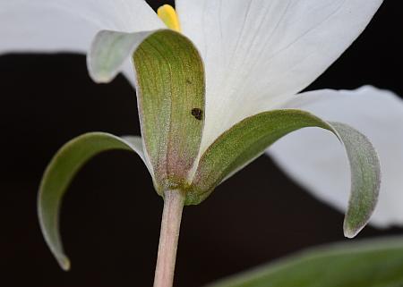 Trillium_nivale_calyx.jpg