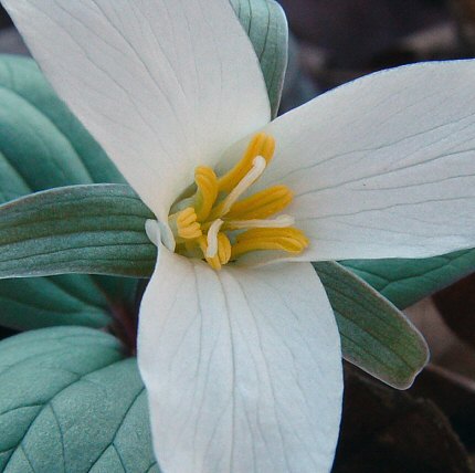 Trillium_nivale_flower.jpg