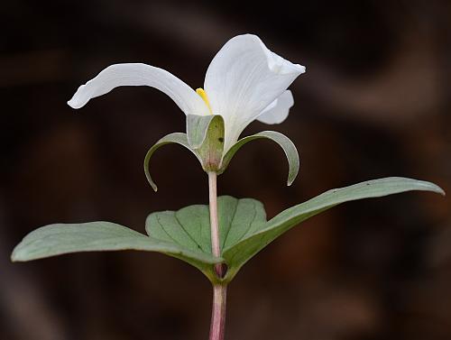 Trillium_nivale_inflorescence.jpg