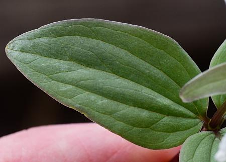 Trillium_nivale_leaf1.jpg