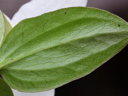 Trillium_nivale_leaf2.jpg