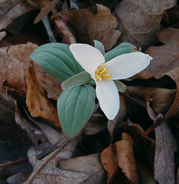 Trillium_nivale_plant.jpg