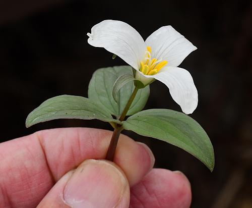 Trillium_nivale_scale.jpg