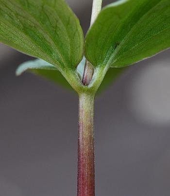 Trillium_nivale_stem.jpg