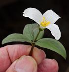 Trillium nivale thumbnail