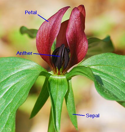 Trillium_recurvatum_diagram.jpg