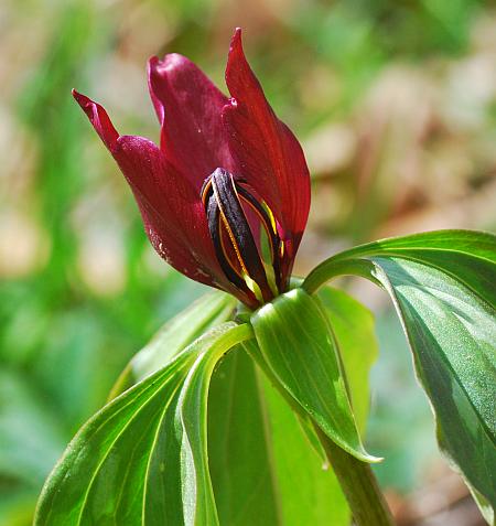 Trillium_recurvatum_flower.jpg