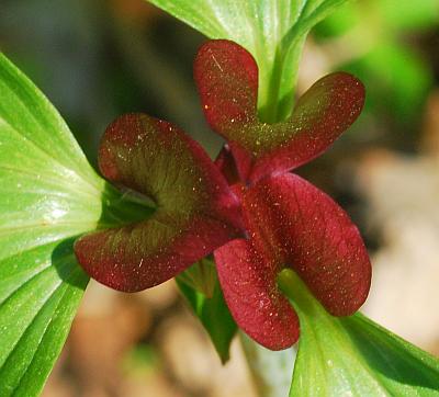 Trillium_recurvatum_flower2.jpg